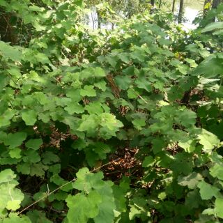 Lá mâm xôi rừng 1kg làm dầy niêm mạc ivf