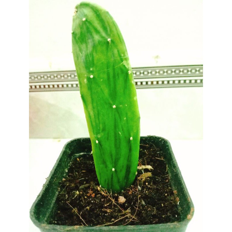 Xương rồng tay thỏ var
