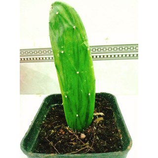 Xương rồng tay thỏ var