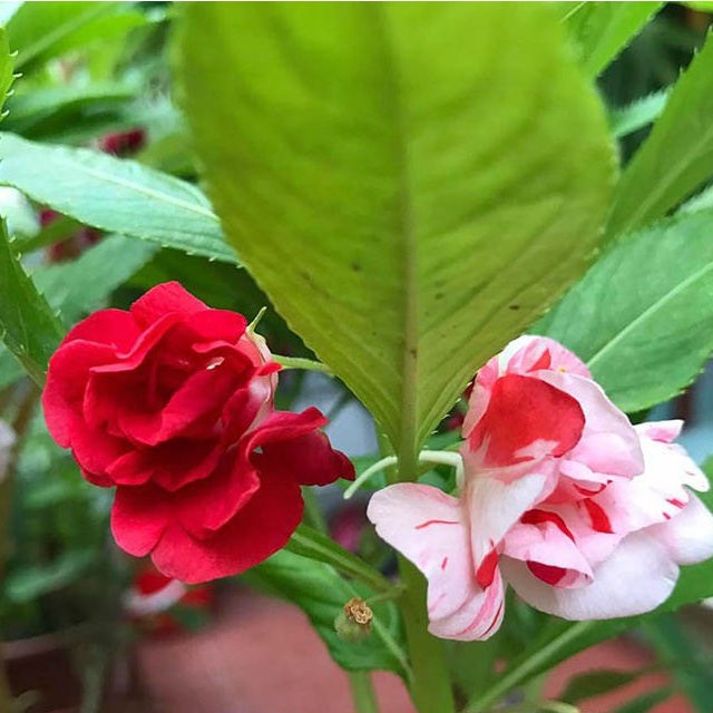 Hạt Giống Hoa Móng Tay Kép