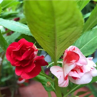 Hạt Giống Hoa Móng Tay Kép