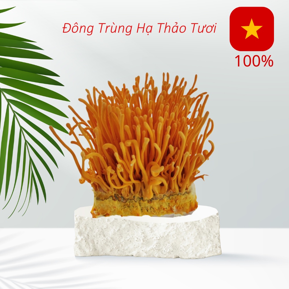 Đông trùng hạ thảo tươi 200gr
