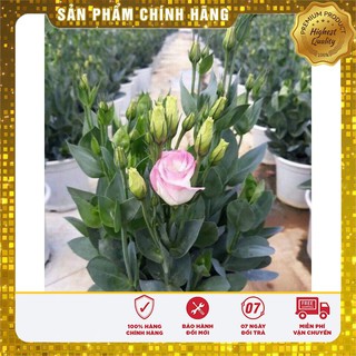 Hạt giống hoa cát tường mix nhiều màu - 5 hạt