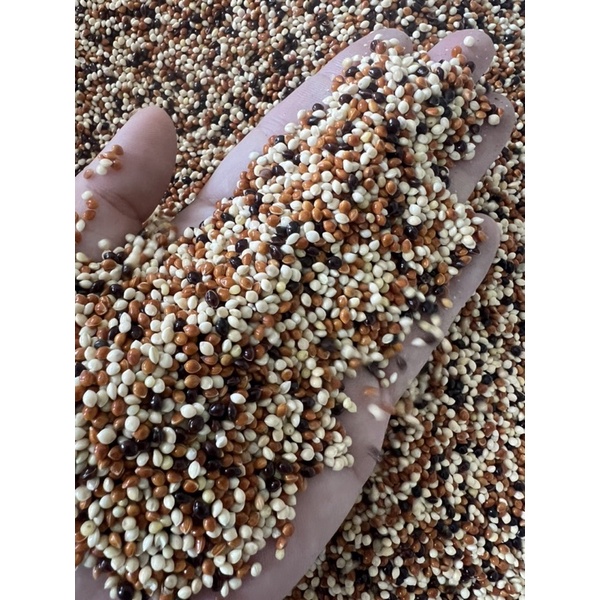 1KG Hạt Cỏ 3 Màu