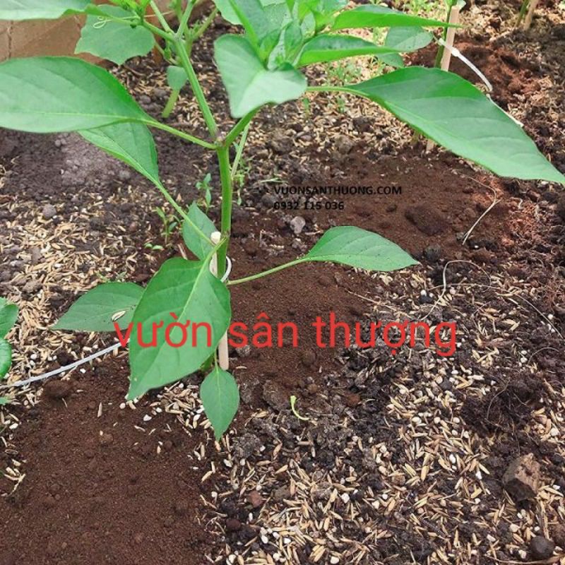 Bã Cà Phê  Phơi Khô, Bón Cho Cây, Ngăn Côn Trùng