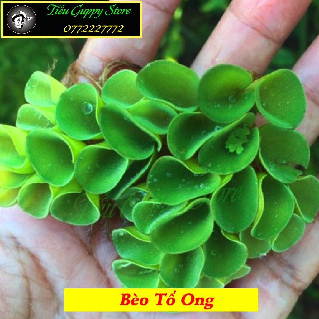 1 Cây Bèo Tổ Ong - Phụ Kiện Trang Trí Hồ Cá Dễ Trồng Dễ Sống