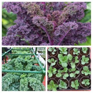 Hạt giống cải kale xanh ,