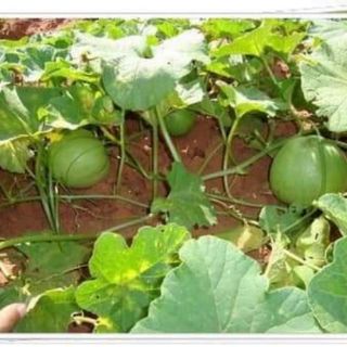 DƯA LÊ XANH SIÊU NGỌT THÁI LAN