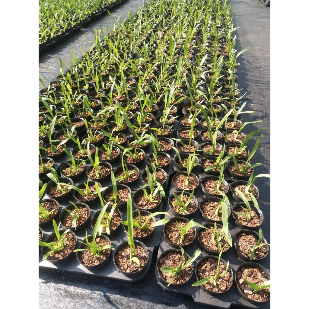 Dớn Mềm Chile dùng trồng lan, bó bâu, chiết cây 1 gói 100gr