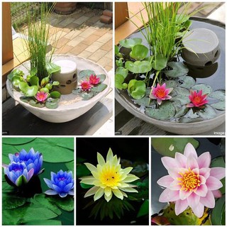 Hạt hoa súng thái mini mix dễ trồng