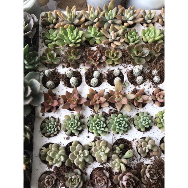 10 cây sen đá vỉ Đà Lạt