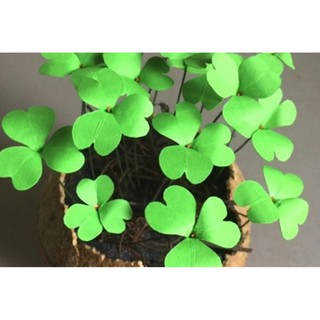 40 Hạt giống  Cỏ ba lá