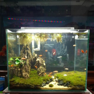 Bể cá siêu trong 40×25×25 thành bể mài vi tính an toàn