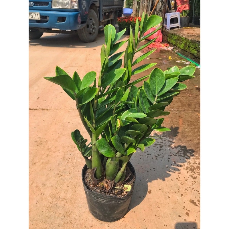 Cây kim tiền SIZE TO  ⚡️GIÁ GỐC TẠI VƯỜN⚡️ nhiều thân gốc to xanh tươi mang lại tài lộc và may mắn