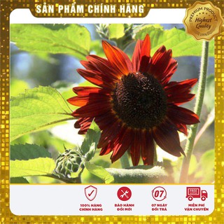 Bộ gói hạt giống Hướng dương đỏ