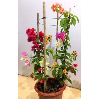 combo 3 HOA GIẤY NGŨ SẮC ĐẶC BIỆT (ảnh cuối )