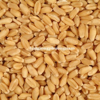 100GR - HẠT GIỐNG LÚA MẠCH (LÚA MÌ / CỎ MÈO) PHƯƠNG NAM