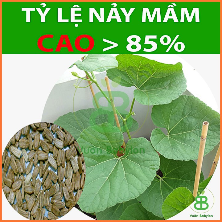 Hạt Giống Bầu Hồ Lô Năng Suất Cao