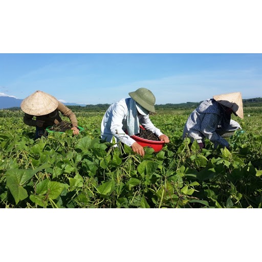 1kg Đậu Xanh Nguyên Hạt Hữu Cơ SallyFood - Đỗ Xanh Sạch Còn Vỏ Làm Giá Nấu Chè Bánh Xôi - Shop Nông Sản Quê