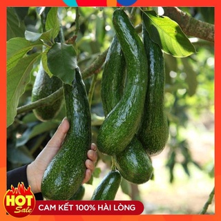 Cây Giống Bơ 034 Quả Dài Năng Suất Cao Cây Ghép Nhanh Cho Quả