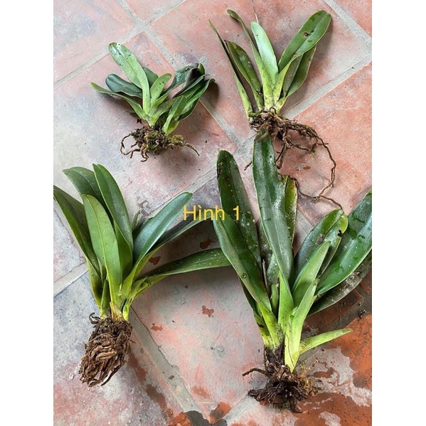 🍀HÀNG ĐẸP🍀Hoa Lan hài râu