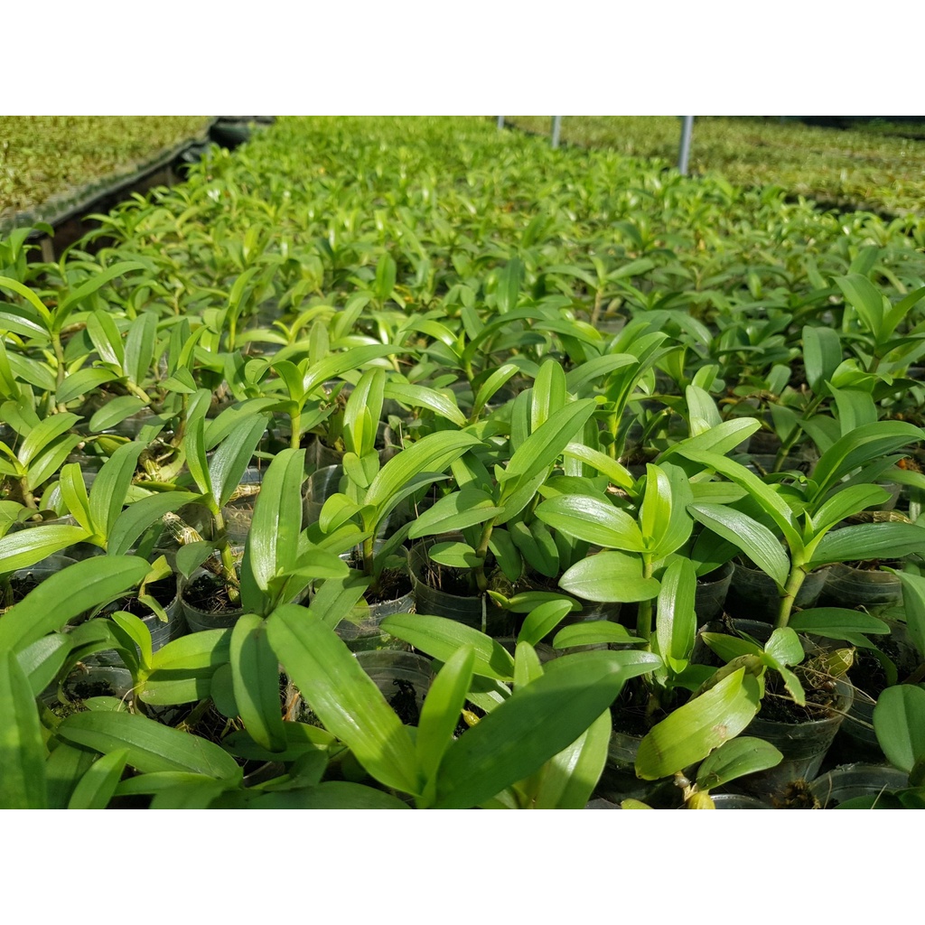 [Siêu Sale] giã hạc hồng bích quyết độc lạ rất đẹp chiều cao 10-15 cm dể trồng dể chăm sóc