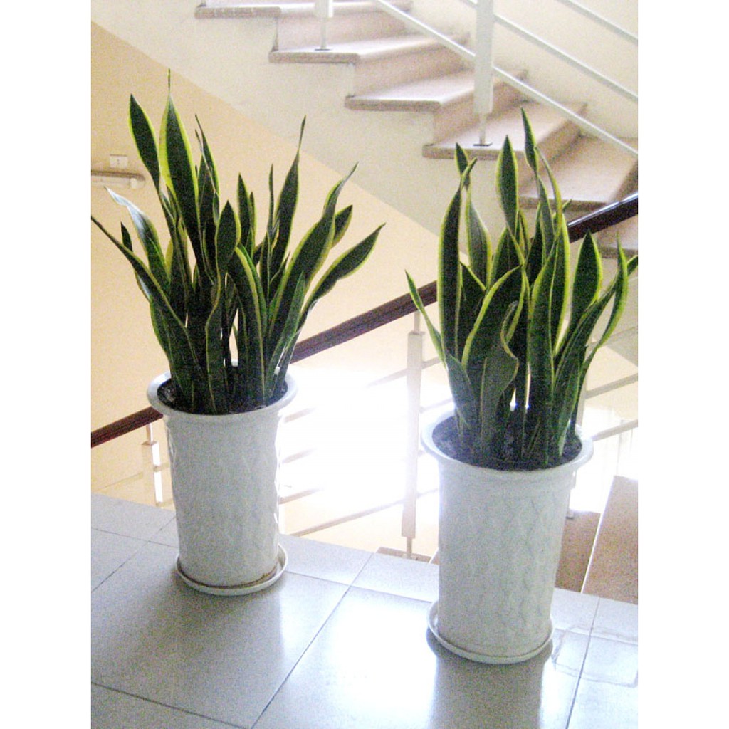 Lưỡi hổ tài lộc lọc không khí | BigBuy360 - bigbuy360.vn