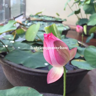 15H - HẠT GIỐNG HOA SEN TA