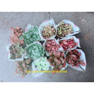 Cây cẩm nhung 35k/chậu