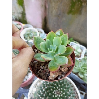 Sen đá phượng hoàng size bầu