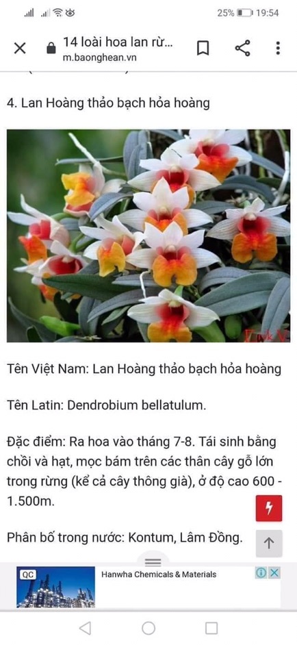1 khúc lan bạch hoả hoàng bản to
