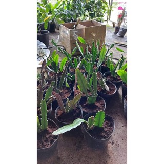 Hoa Nhật Quỳnh Đỏ rực