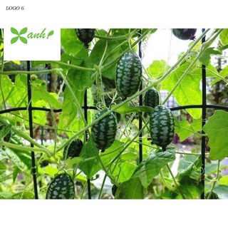 Hạt Giống Dưa Hấu Mini - 10 Hạt