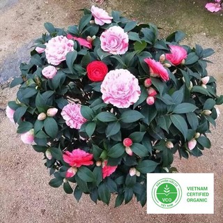 5 Hạt giống Trà My Nhật (tặng gói Kích nẩy mầm và Hướng dẫn) THUTHUY