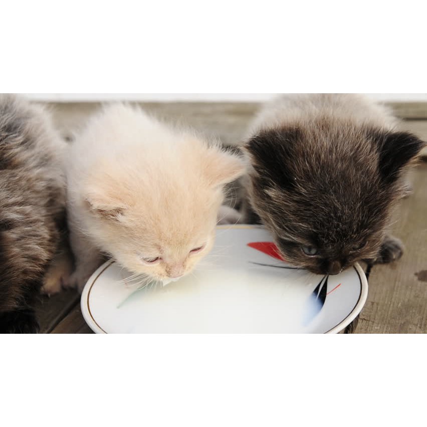 Sữa Bio Milk cho chó mèo