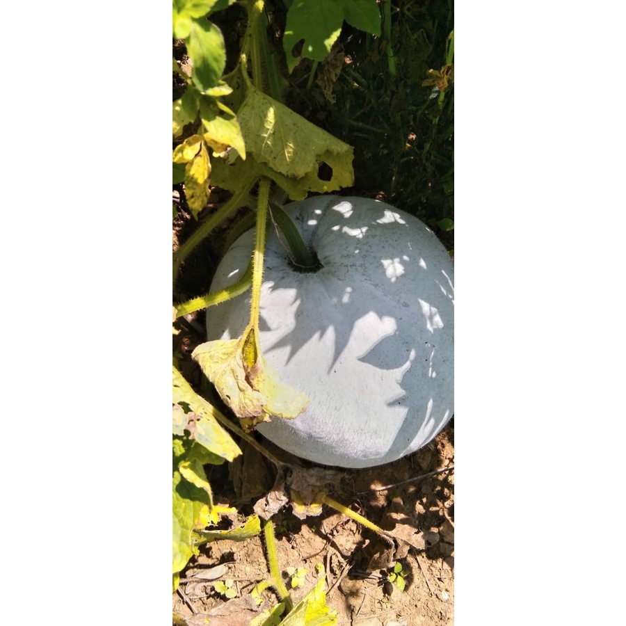 Bí phấn thơm trái bầu dục gói 34 hạt nảy mầm 99%