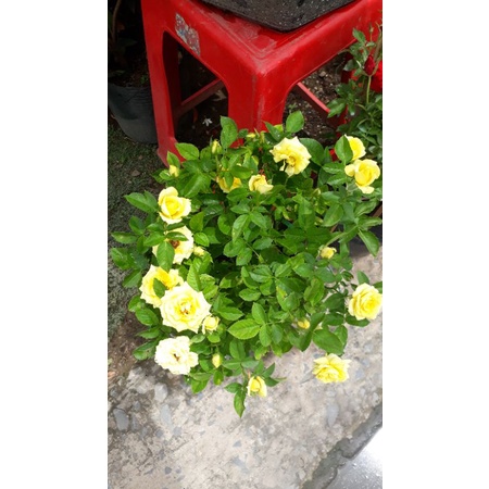 Cây hoa hồng màu đỏ và màu vàng