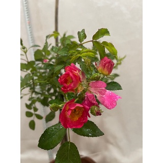Cây tree hoa Hồng ngoại pink driff