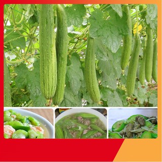 Hạt giống mướp hương Thái Lan