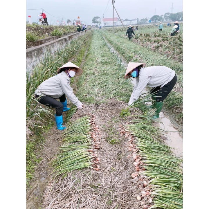 ⚡️ Hành khô Kinh Môn Hải Dương