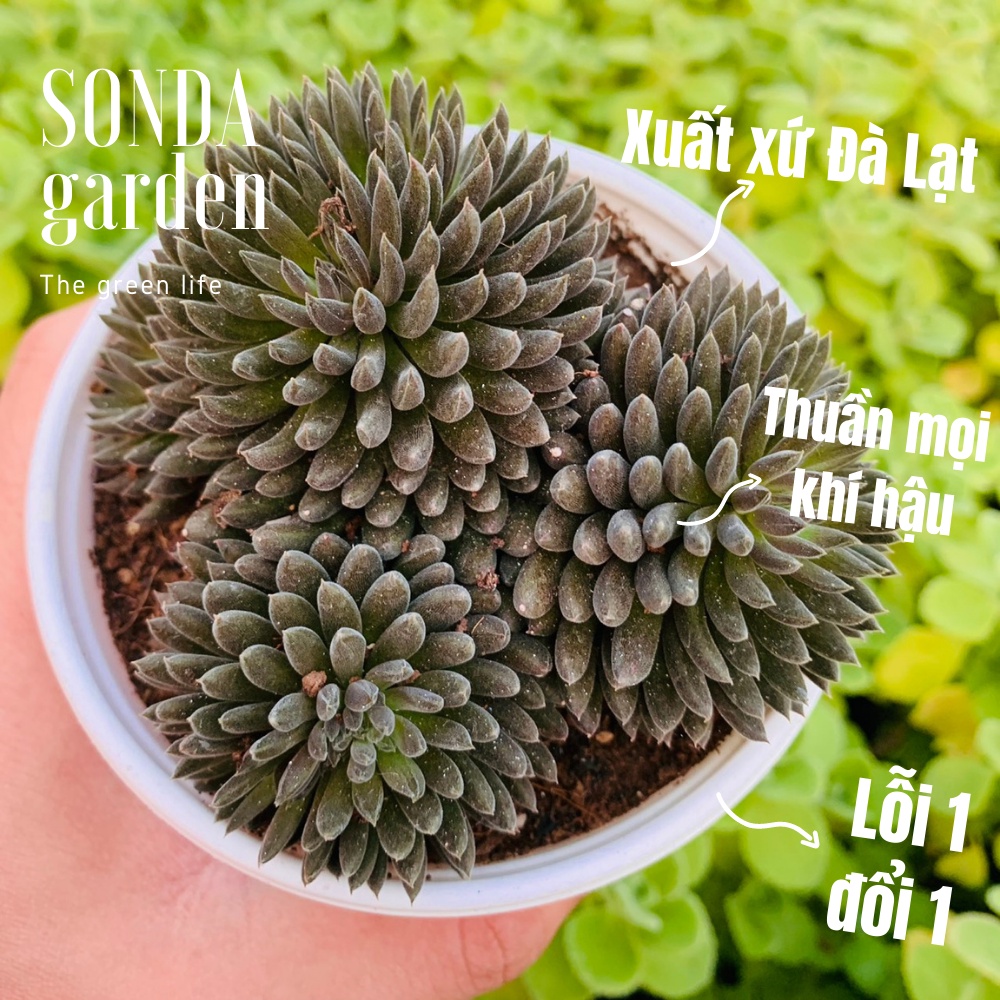 Sen đá nhím đen SONDA GARDEN size trung bình 10-12cm, xuất xứ Đà Lạt, khoẻ đẹp, lỗi 1 đổi 1