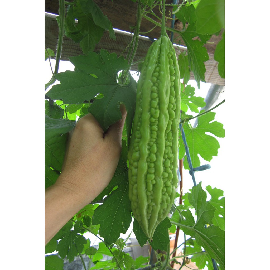 2G Hạt giống mướp đắng xanh ( khổ qua) 309 F1