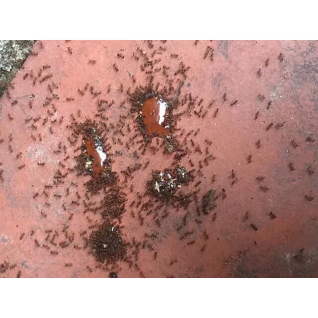 Thuốc diệt Kiến, Gián - Diệt tận gốc - Rất hiệu quả