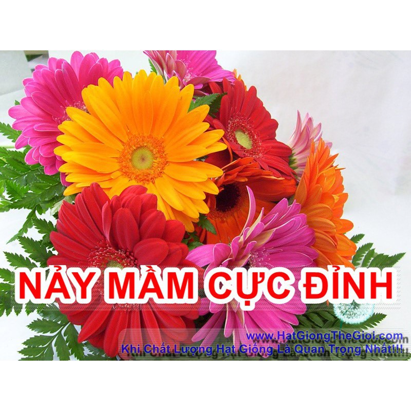 10h Hạt Giống Hoa Đồng Tiền Mix