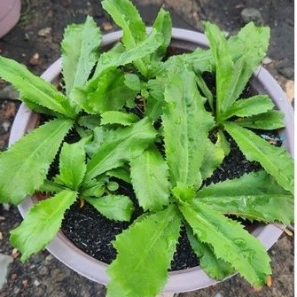 Rau chậu Ngò gai TACY'S GARDEN 100% rau sạch nhà vườn trồng
