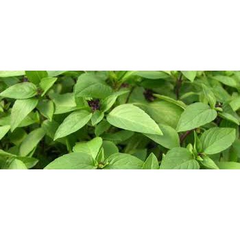 Hạt Giống Rau Húng Quế