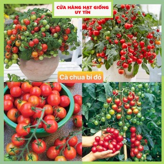 Gói 150 hạt giống cà chua bi đỏ f1 loại siêu dễ trồng & dễ thu hoạch năng - ảnh sản phẩm 1