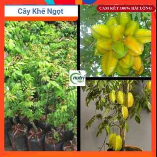 Cây giống khế ngọt siêu trái - khế ngọt làm mứt làm nước hoa quả siêu ngon