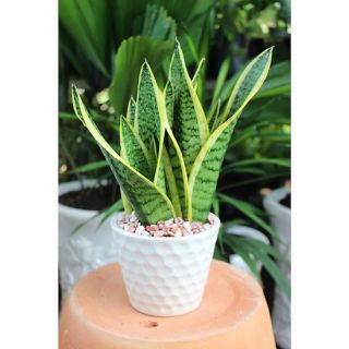 🍄 🍓 Cây lưỡi hổ ( 3 thân)🍄 🍓