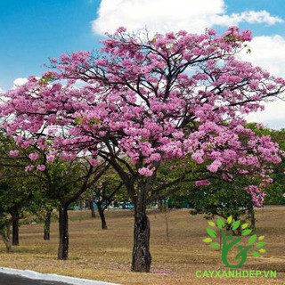 COMBO 2 CÂY KÈN HỒNG GIỐNG